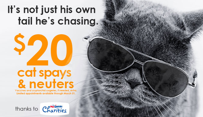 $20 cat spay or neuter
