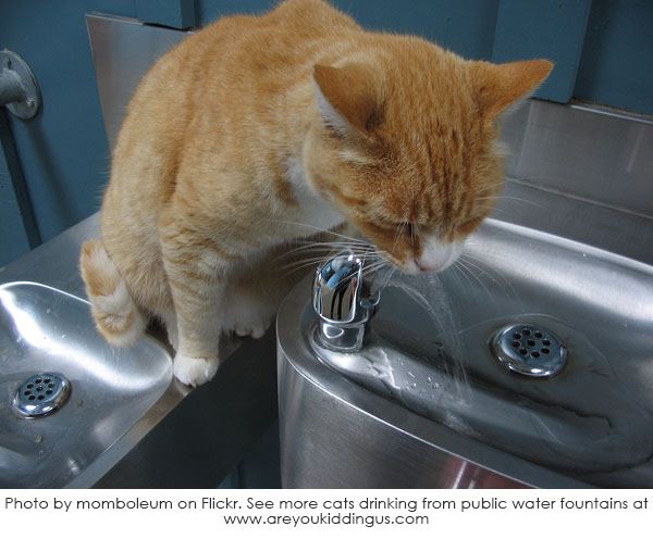 Cat at water fountain