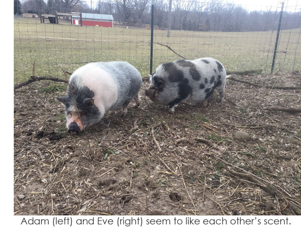 Adam and Eve, pot-bellied pigs