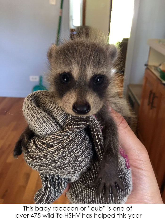 Baby raccoon