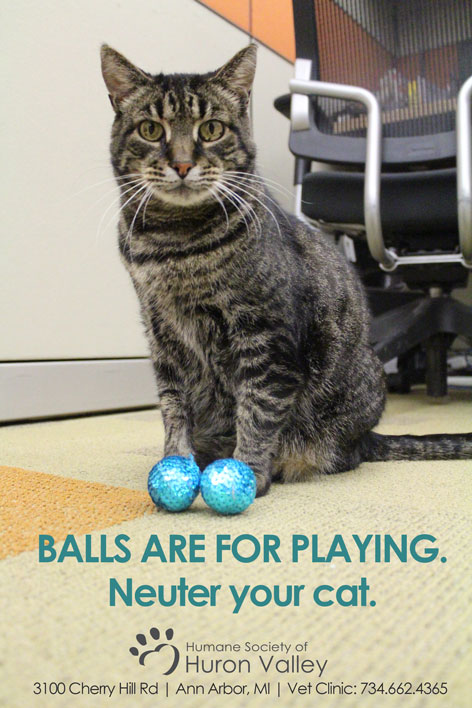 Balls are for playing. Neuter your cat.