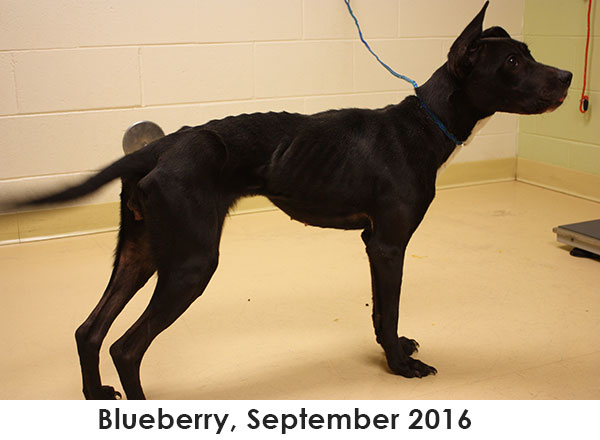 Blueberry, September 2016