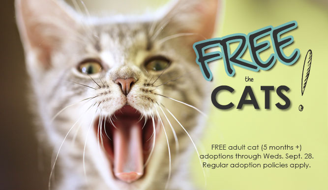 Free adult cats through 9/28