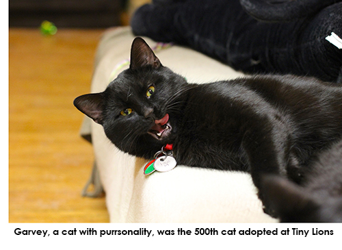 Garvey, the 500th cat adopted at Tiny Lions