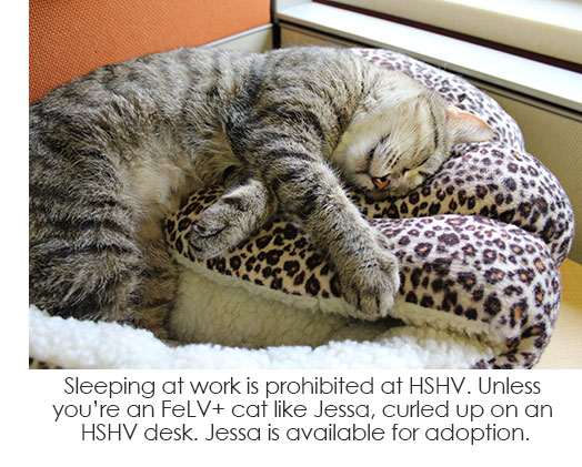 Jessa the FeLV positive cat