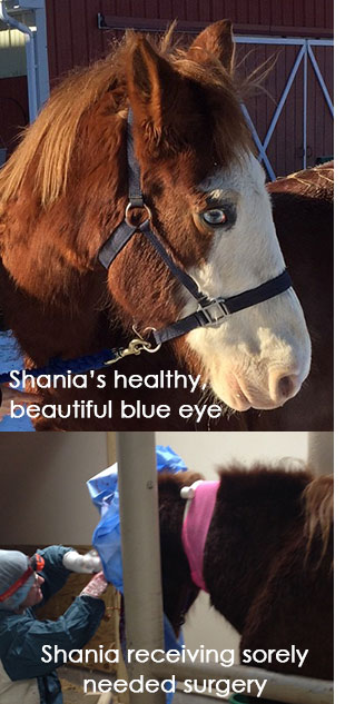 Shania the horse