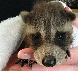 baby_racoon250px.png