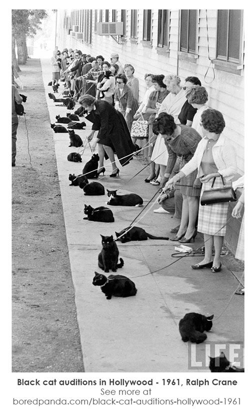 Black cat auditions