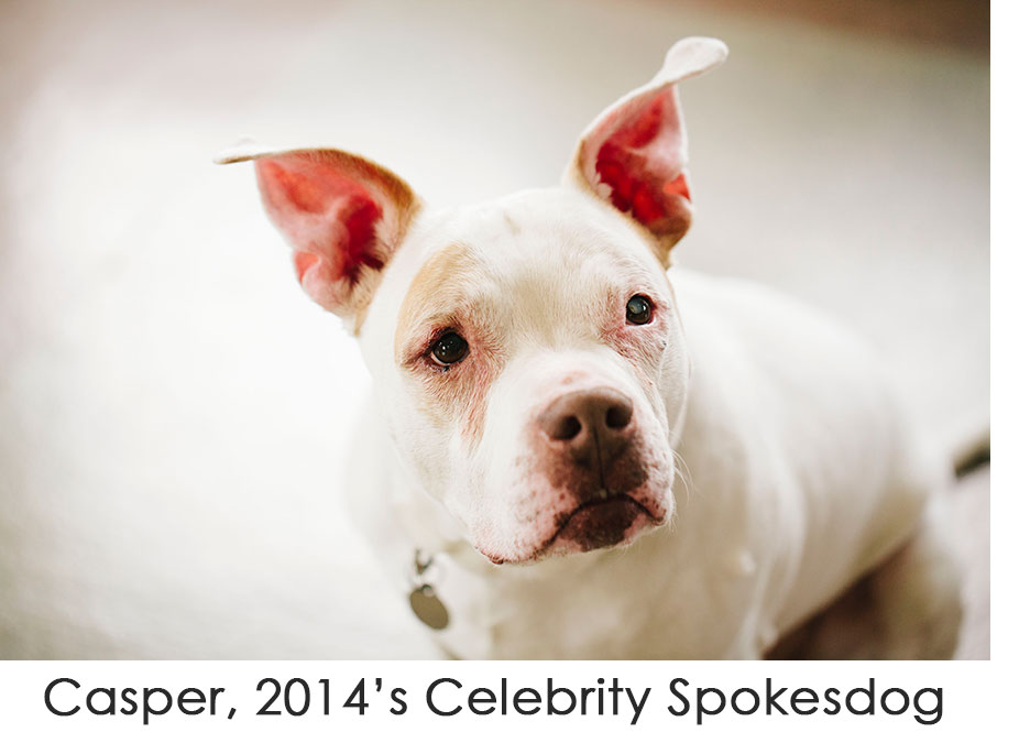 Casper, 2014's Celebrity Spokesdog