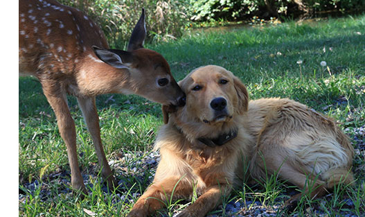 Deer and dog