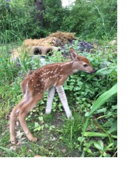 orphaned fawn with leg braces