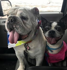 Gus and Bella, going home