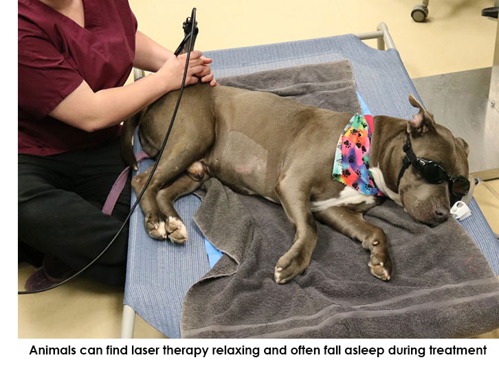 Laser therapy for cats and dogs