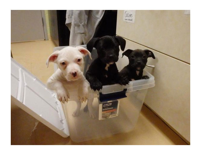 puppies in bin