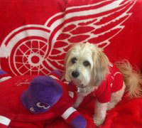 Red Wings dog