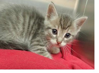 Kitten rescue in Ypsilanti