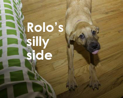 Rolo the dog