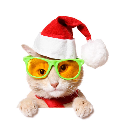 Santa paws cat with glasses