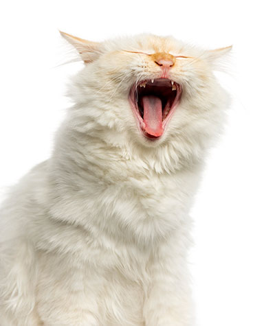 white cat singing