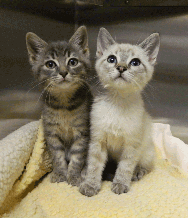 humane society free kittens