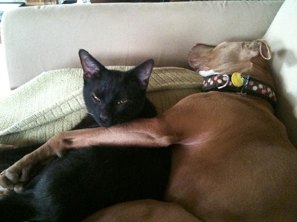 Mose(formerly Xemnas): Now that's a dog's kind of cat!