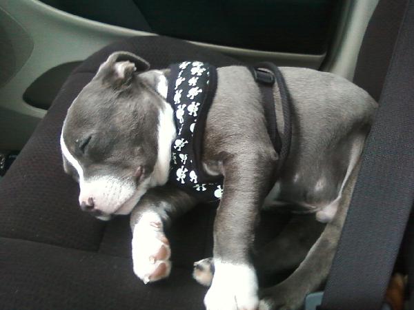 baby blue our new pitbull puppy