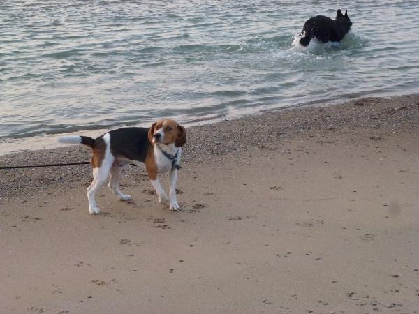 Happy beagle :)
