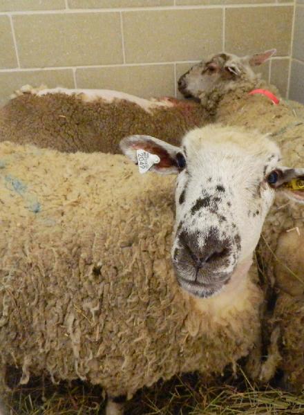 The three rescued sheep enjoy a brief stay at HSHV