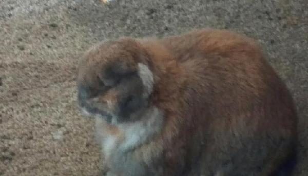 Rosa the lopsided Lop