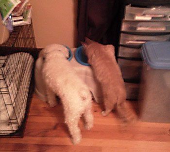 Butters the cat with Pierre the poodle