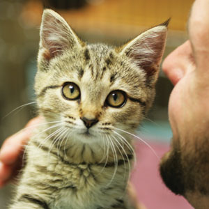Your gift will help kittens like Bobcat.