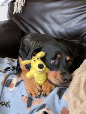 Tango loves his stuffed animals